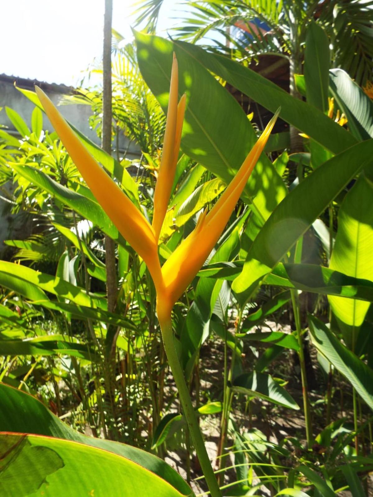 Jardim Uixa Vila Velha Boipeba Exterior foto