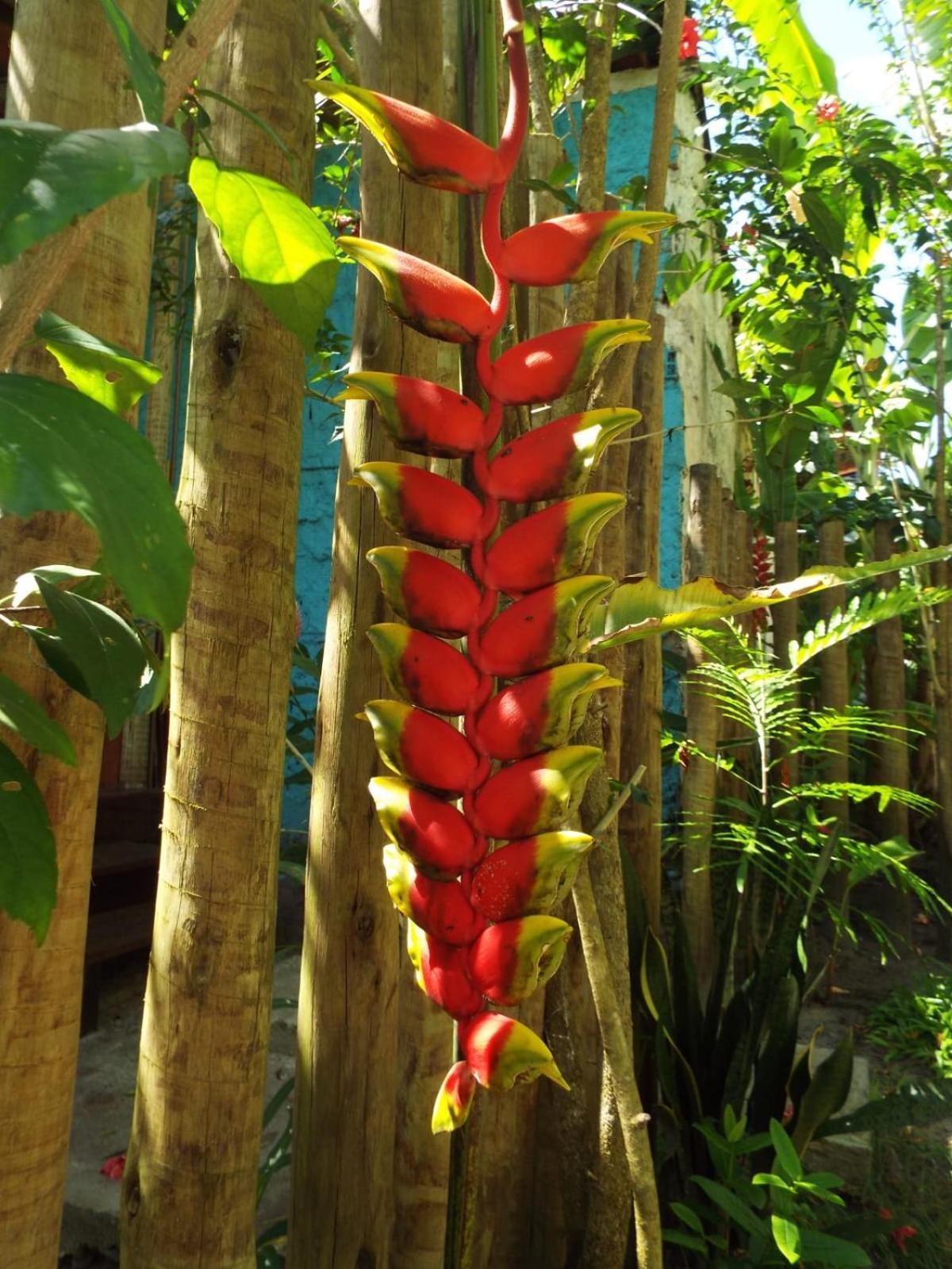 Jardim Uixa Vila Velha Boipeba Exterior foto